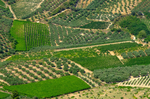 Crete Dafnes 1