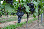 Mittelburgenland DAC 05