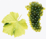 Steiermark Wein Sauvignon Blanc 