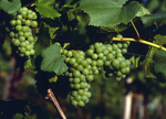 Steiermark Wein Sauvignon Blanc1