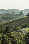 WeinSteiermark_N18A1941