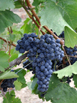 Mittelburgenland DAC_01