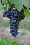 Mittelburgenland DAC_04